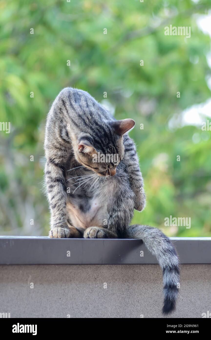 Portrait D Un Jeune Chat Qui Se Leche Pour Faire Son Nettoyage Assis Sur Un Mur A L Exterieur Photo Stock Alamy