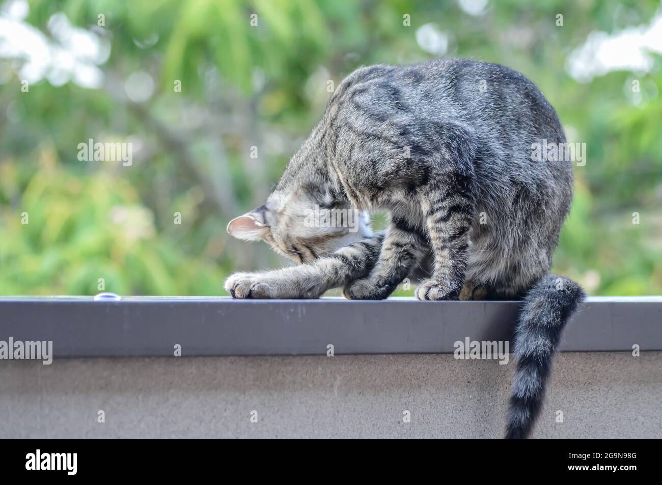 portrait d'un jeune chat qui se léche pour faire son nettoyage assis sur un mur à l'extérieur Banque D'Images