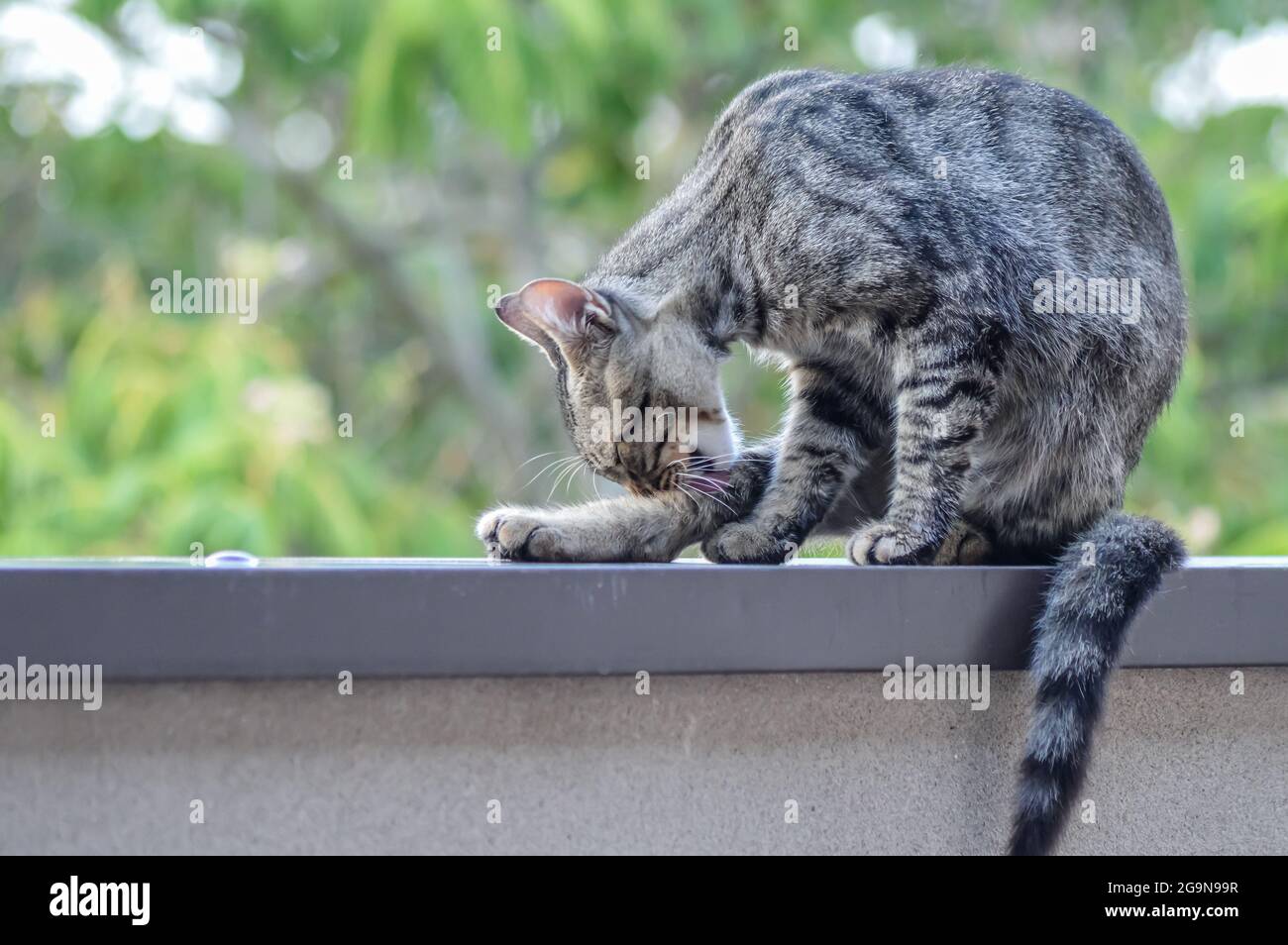 portrait d'un jeune chat qui se léche pour faire son nettoyage assis sur un mur à l'extérieur Banque D'Images