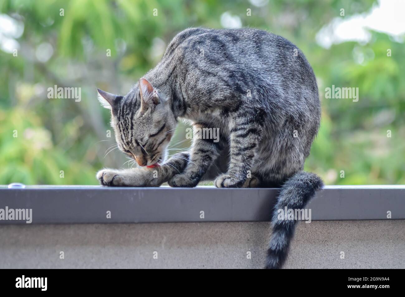 Portrait D Un Jeune Chat Qui Se Leche Pour Faire Son Nettoyage Assis Sur Un Mur A L Exterieur Photo Stock Alamy