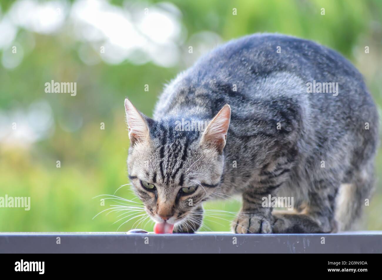 Portrait D Un Jeune Chat Raye Qui Boit De L Eau De Pluie Au Bord D Un Mur Bas Photo Stock Alamy