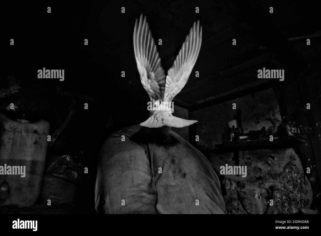 Colombe de la paix Banque D'Images