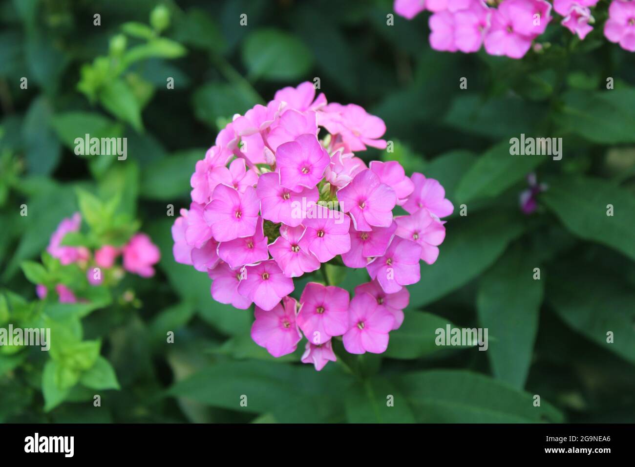 Un ensemble de fleurs de Phlox rose en fleur Banque D'Images