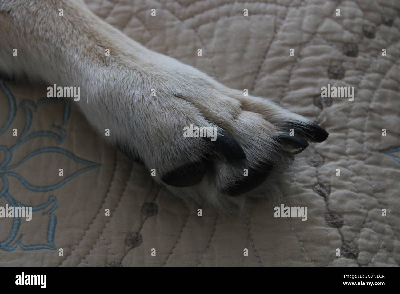 La Paw d'un vieux chien Banque D'Images