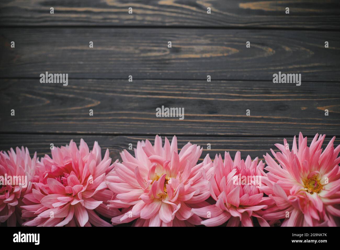 Belles fleurs de dahlias roses sur bois rustique, plat avec espace pour le texte. Modèle de carte de vœux Seasons. Les fleurs d'automne bordent le dos en bois sombre Banque D'Images