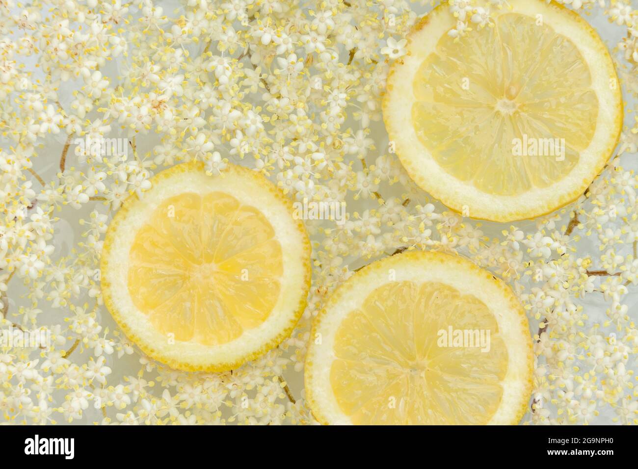 faire du champagne de fleur de sureau avec des citrons Banque D'Images
