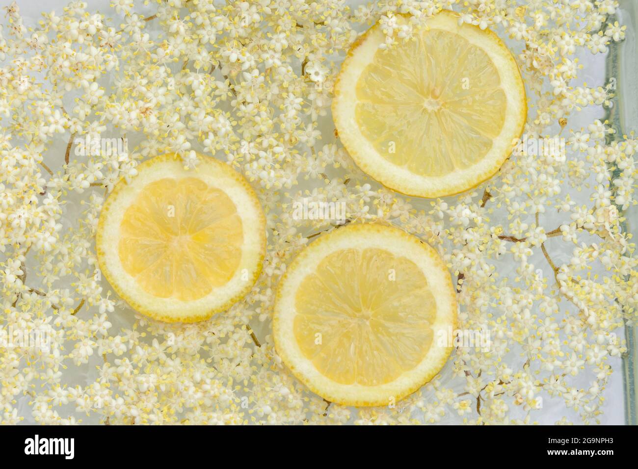 faire du champagne de fleur de sureau avec des citrons Banque D'Images