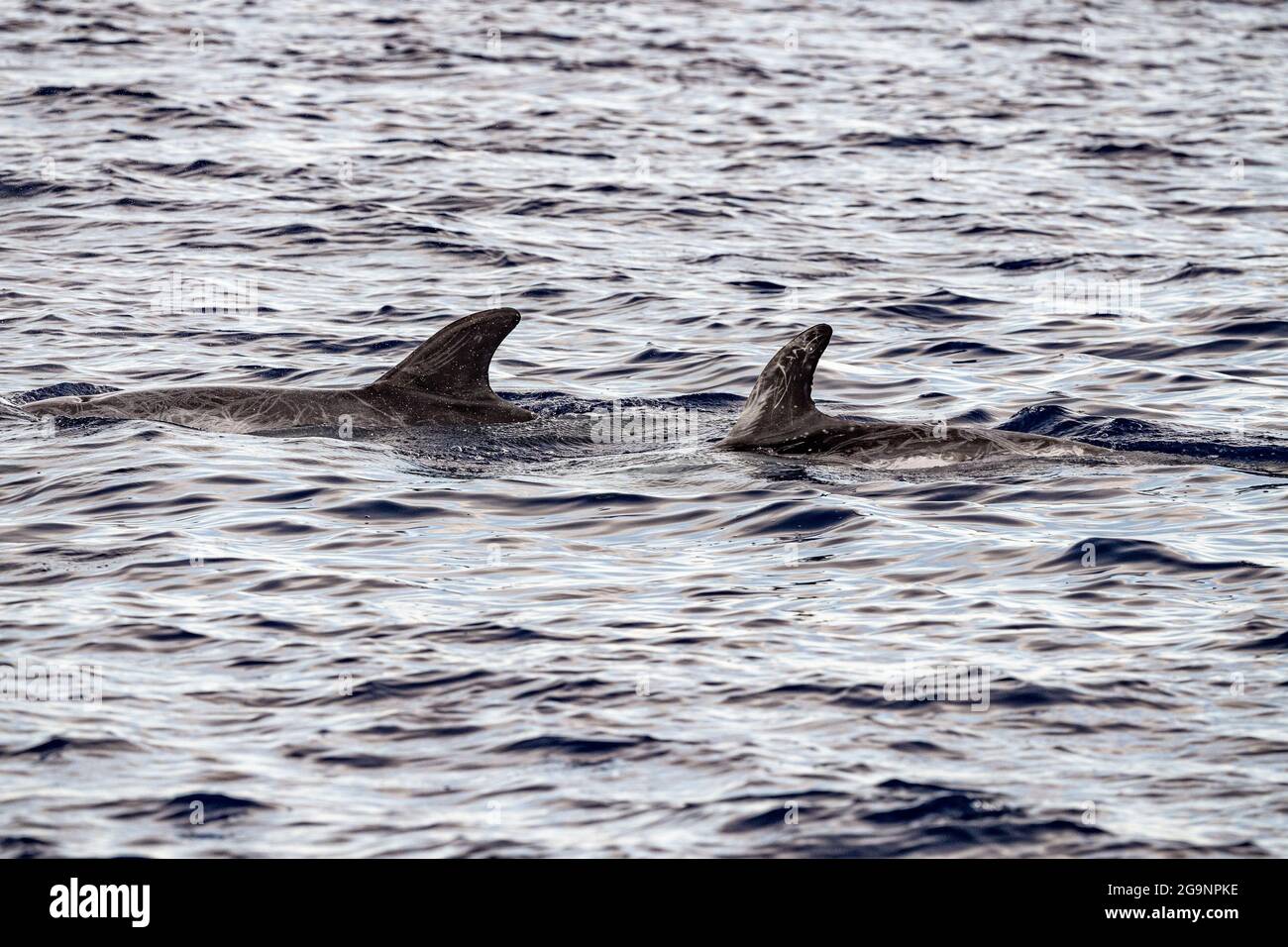 Risso Dolphin Grampus dans la mer Ligurienne méditerranéenne Banque D'Images