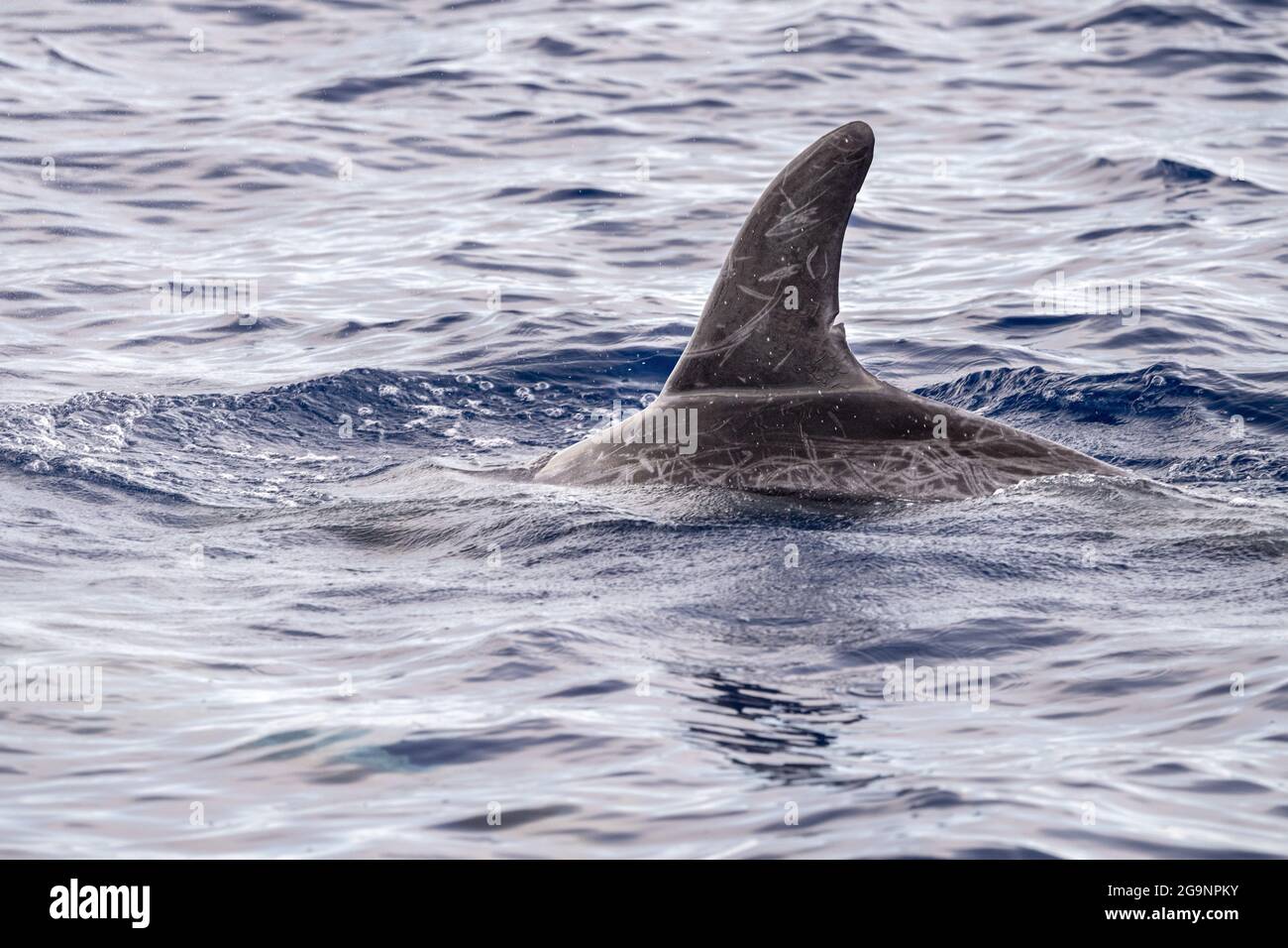 Risso Dolphin Grampus dans la mer Ligurienne méditerranéenne Banque D'Images