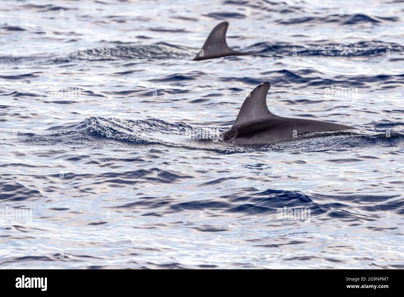 Risso Dolphin Grampus dans la mer Ligurienne méditerranéenne Banque D'Images