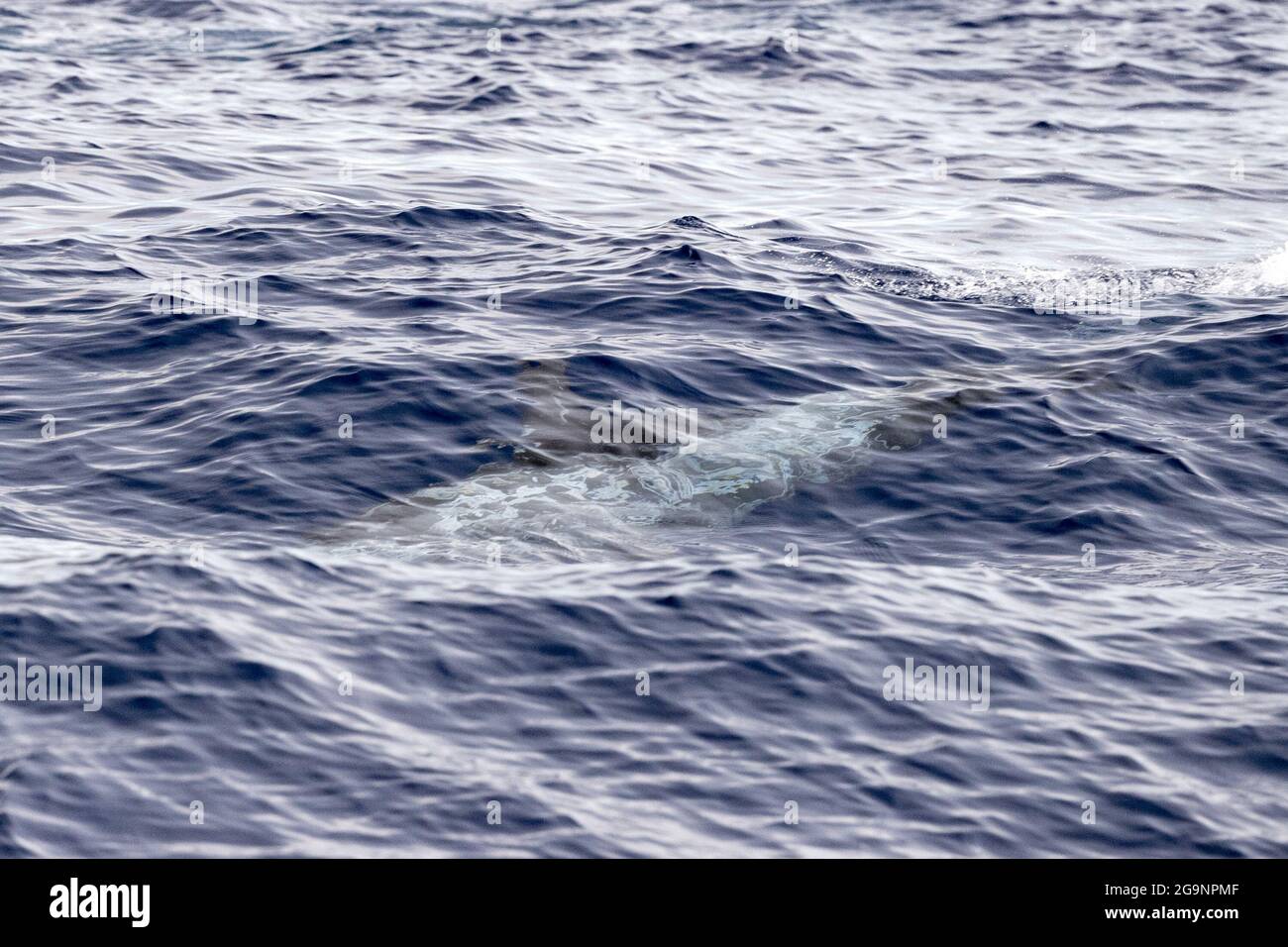 Risso Dolphin Grampus dans la mer Ligurienne méditerranéenne Banque D'Images