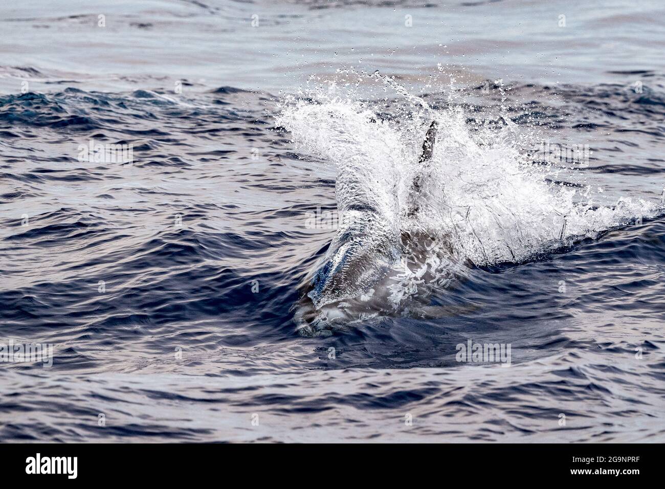 Risso Dolphin Grampus dans la mer Ligurienne méditerranéenne Banque D'Images