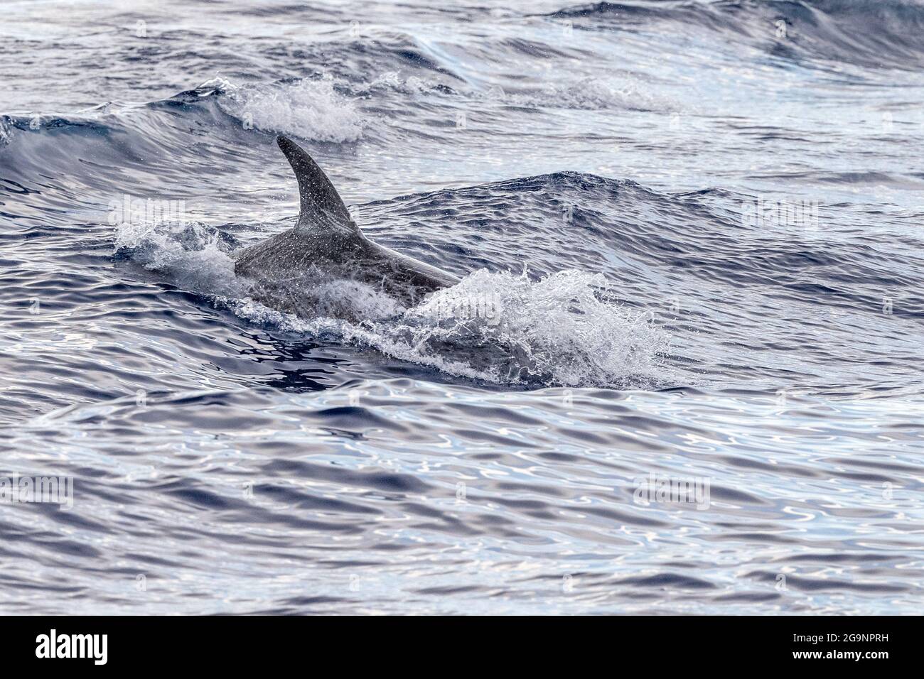 Risso Dolphin Grampus dans la mer Ligurienne méditerranéenne Banque D'Images
