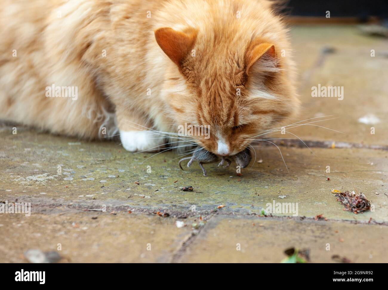 Un chat au gingembre avec une souris morte Banque D'Images