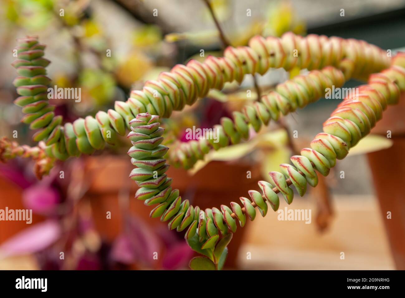 Crassula rupestris (buisson de kebab) Banque D'Images