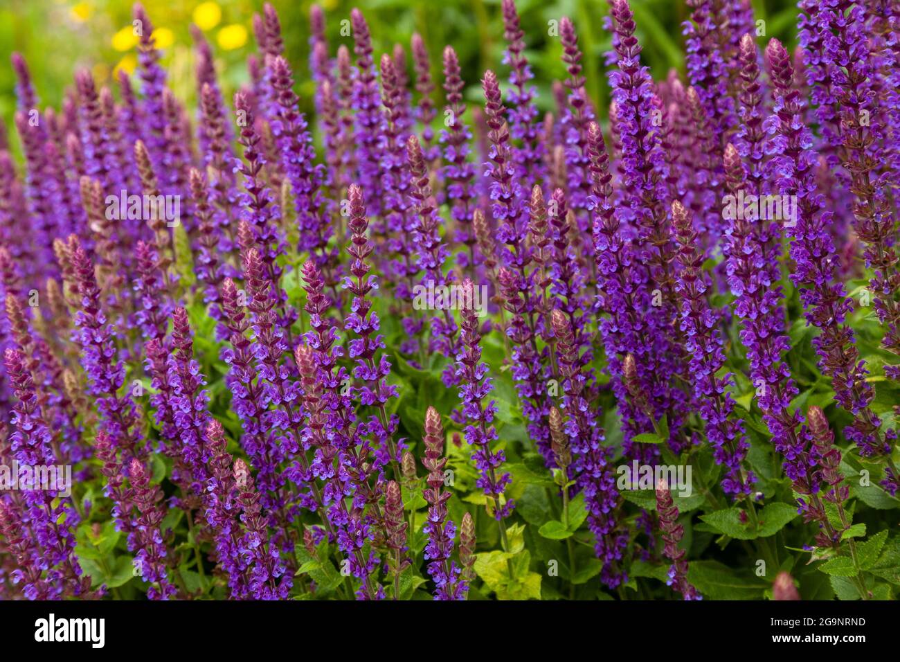 Salvia nemorosa, la sauge des bois Banque D'Images