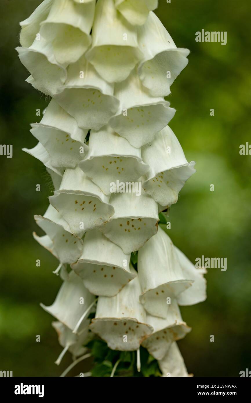 Image très rapprochée des fleurs, des motifs et des structures naturels du renchgant (Digitalis purpurea) Banque D'Images