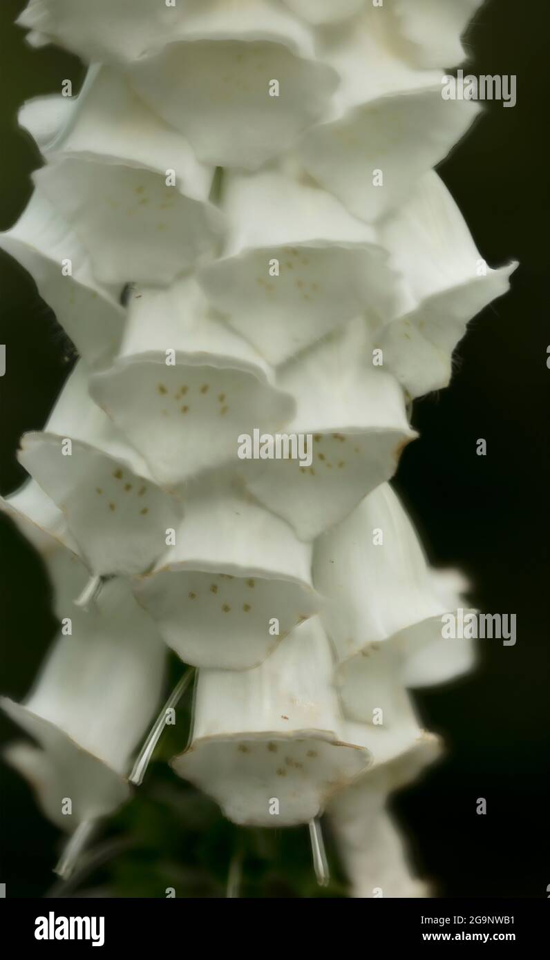 Image très rapprochée des fleurs, des motifs et des structures naturels du renchgant (Digitalis purpurea) Banque D'Images