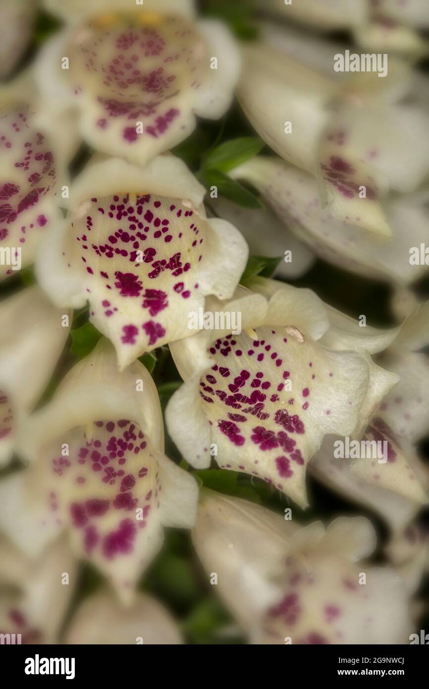 Image très rapprochée des fleurs, des motifs et des structures naturels du renchgant (Digitalis purpurea) Banque D'Images