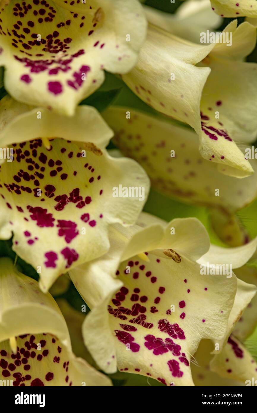 Image très rapprochée des fleurs, des motifs et des structures naturels du renchgant (Digitalis purpurea) Banque D'Images