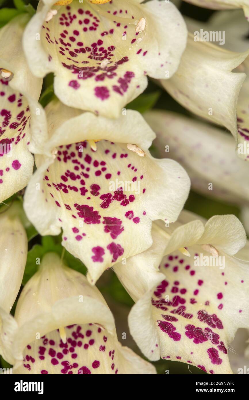 Image très rapprochée des fleurs, des motifs et des structures naturels du renchgant (Digitalis purpurea) Banque D'Images
