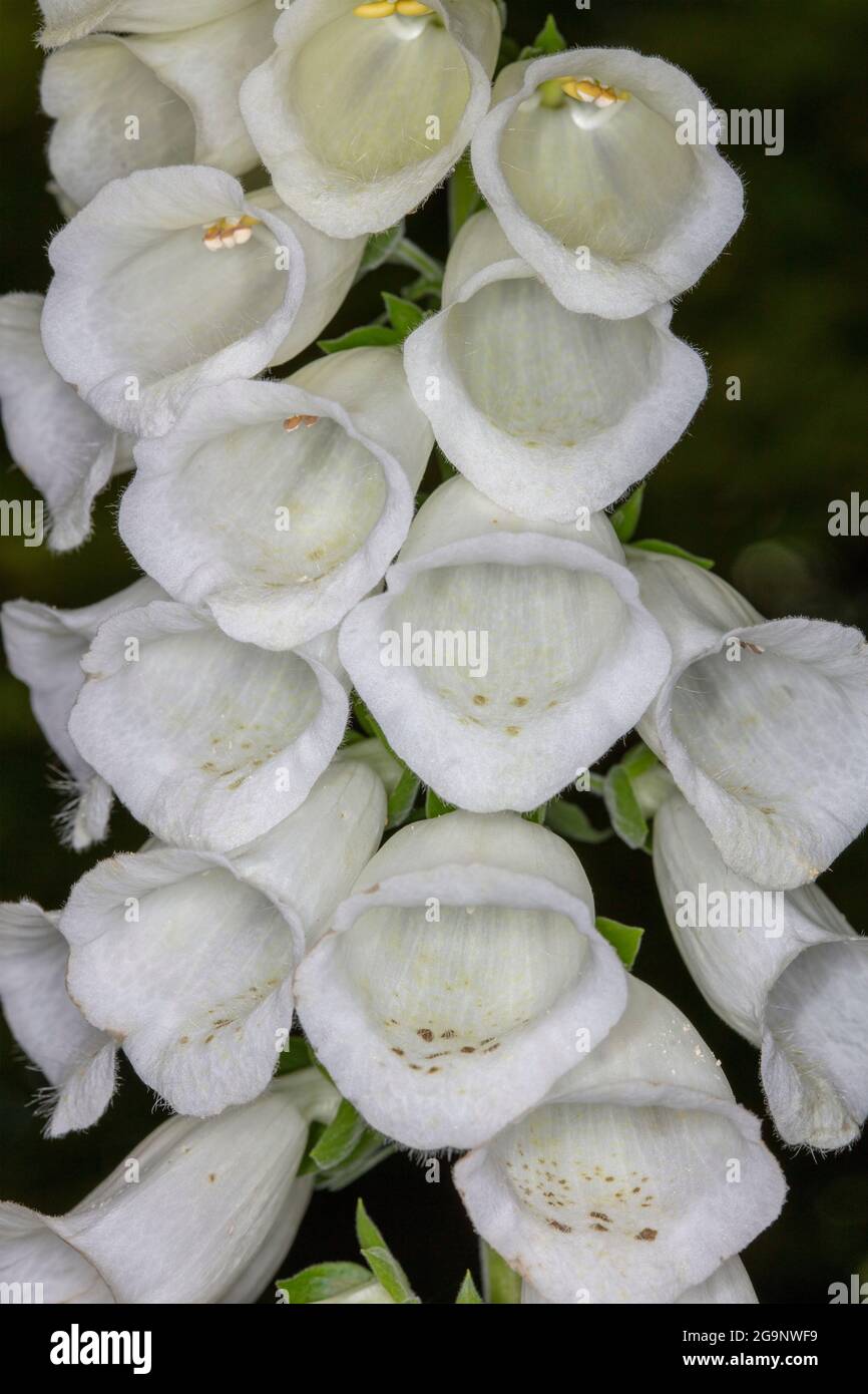Image très rapprochée des fleurs, des motifs et des structures naturels du renchgant (Digitalis purpurea) Banque D'Images