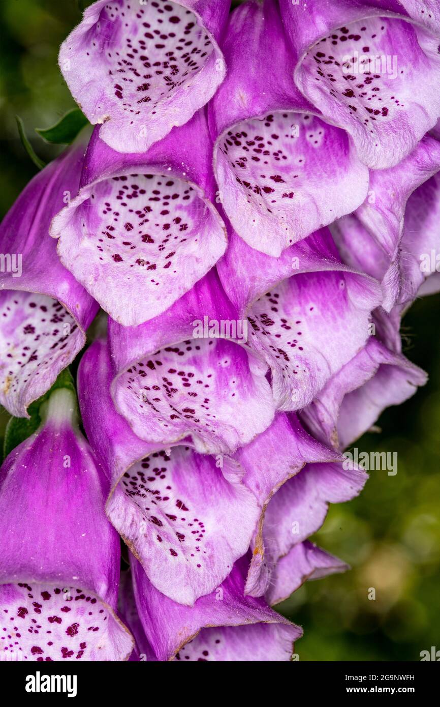 Image très rapprochée des fleurs, des motifs et des structures naturels du renchgant (Digitalis purpurea) Banque D'Images