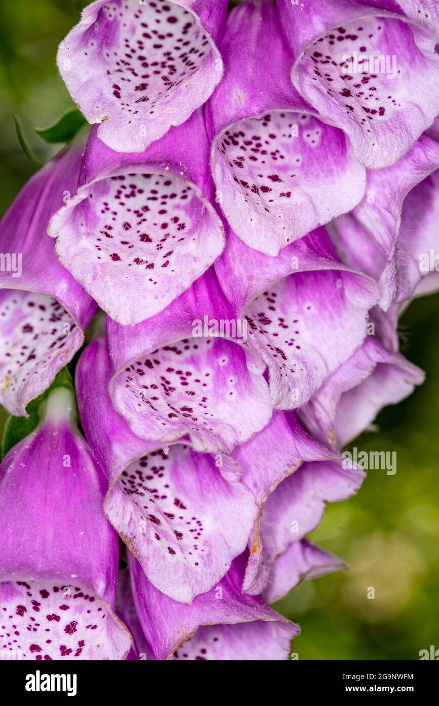 Image très rapprochée des fleurs, des motifs et des structures naturels du renchgant (Digitalis purpurea) Banque D'Images