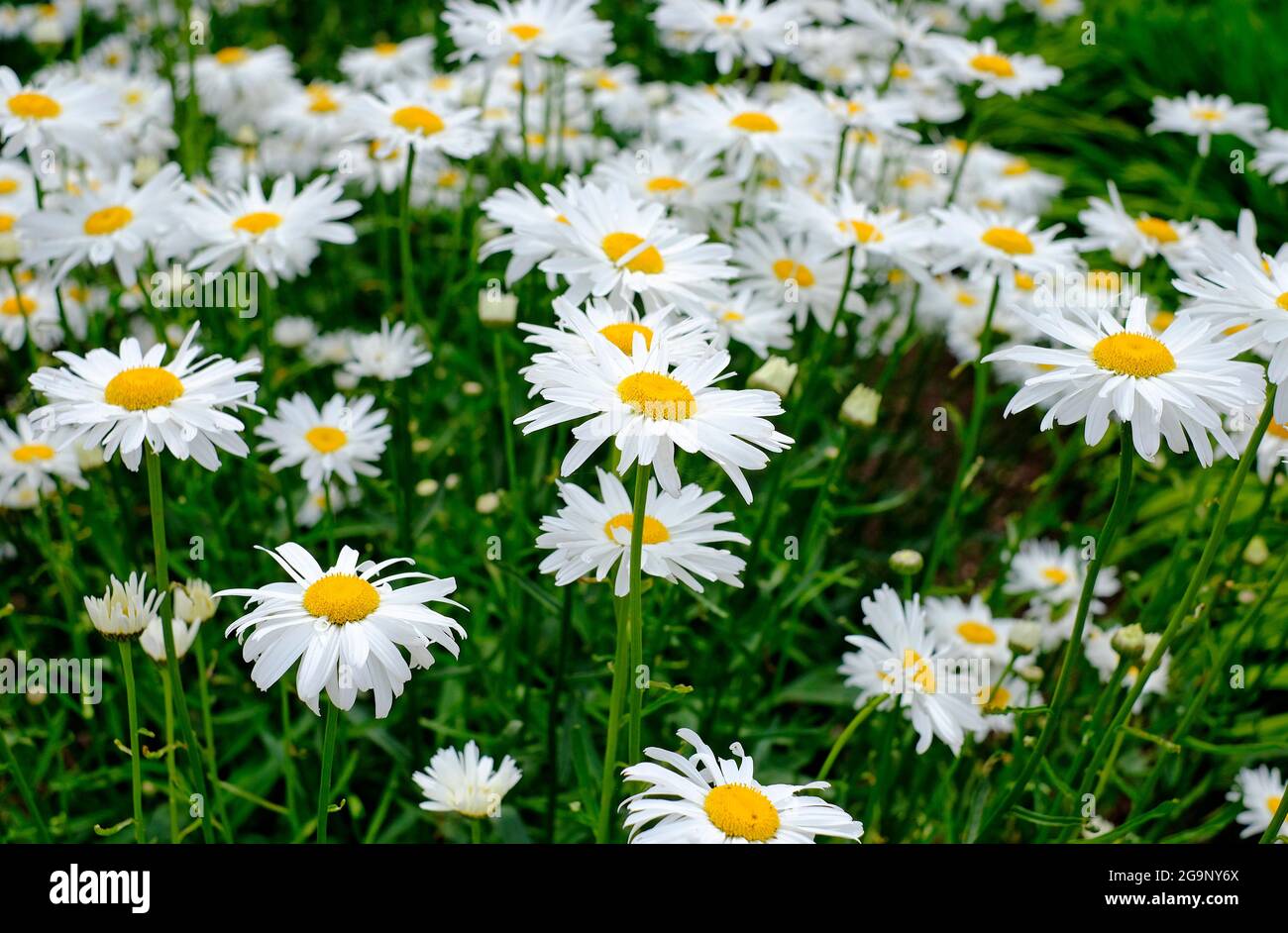 leucanthemum orger fleurs dans le jardin anglais, norfolk, angleterre Banque D'Images