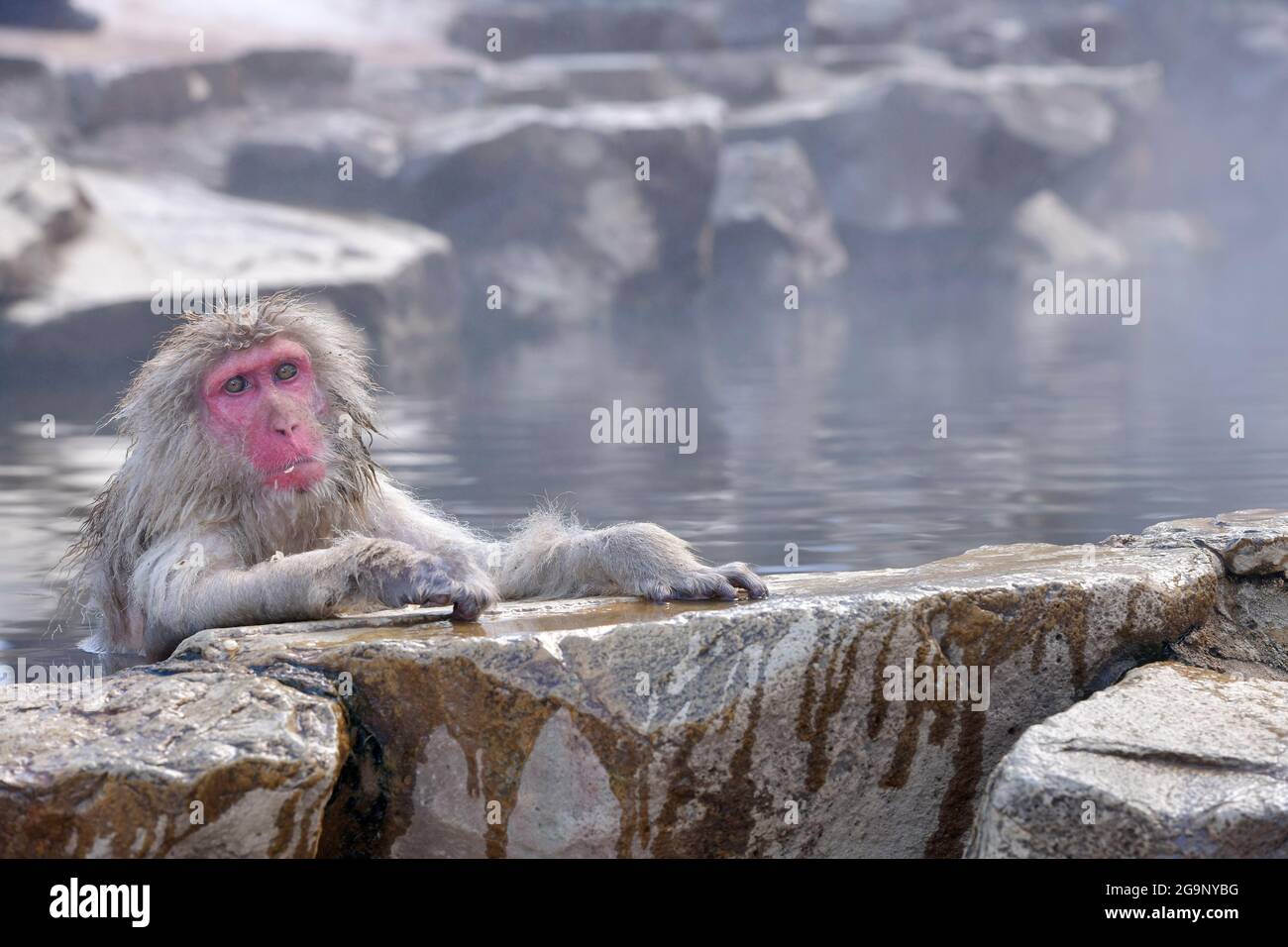 Les singes des neiges s'imprégnent au Japon. Les singes des neiges japonais Banque D'Images