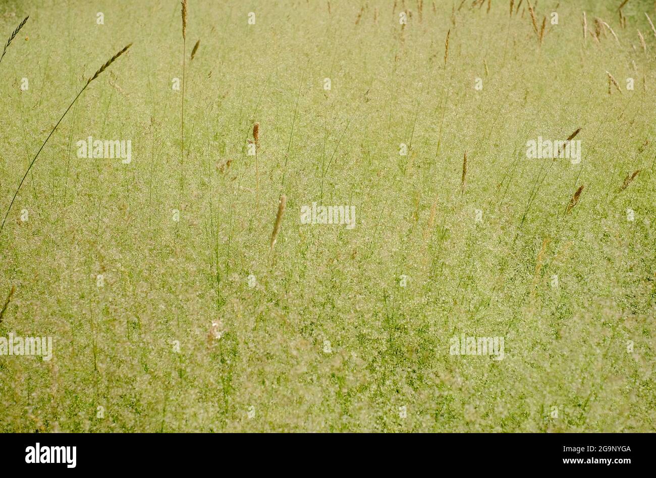 vert pastel. herbes translucides poussant dans le jardin anglais de cottage, norfolk, angleterre Banque D'Images
