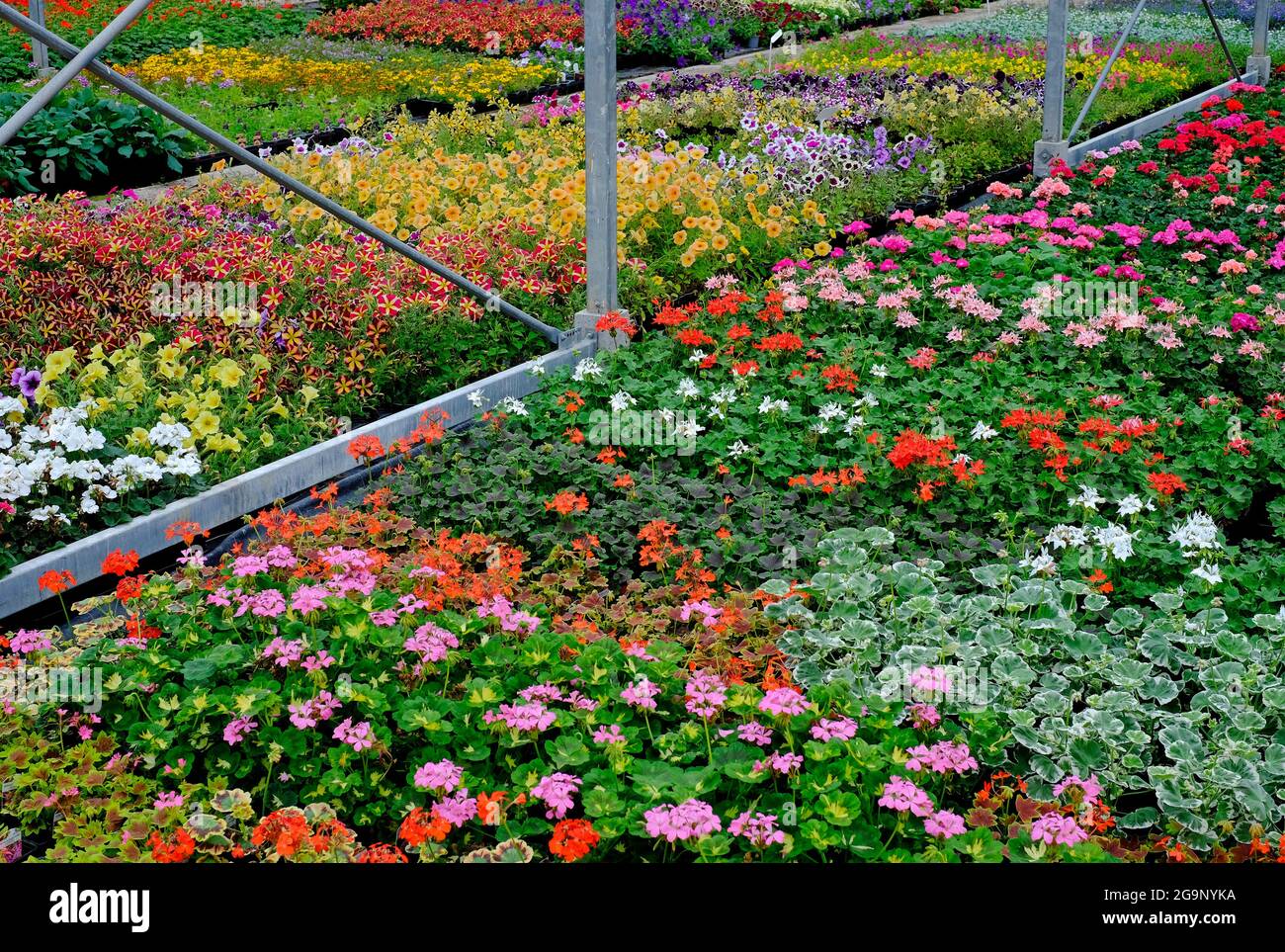 plantes colorées qui poussent dans le centre de jardin de nursey, dans le nord de norfolk, en angleterre Banque D'Images