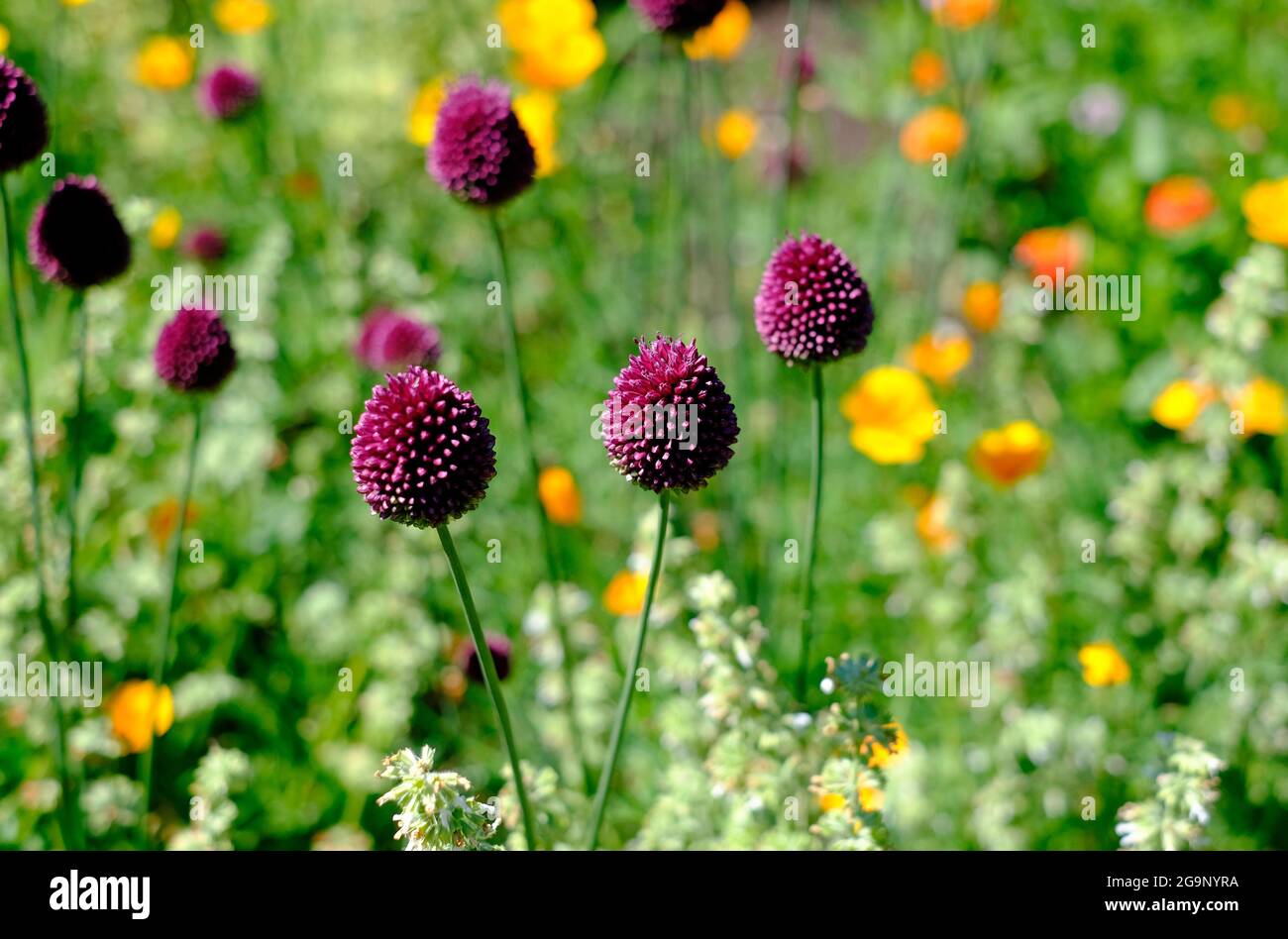 fleurs colorées poussant dans le jardin anglais de chalet d'été, norfolk, angleterre Banque D'Images