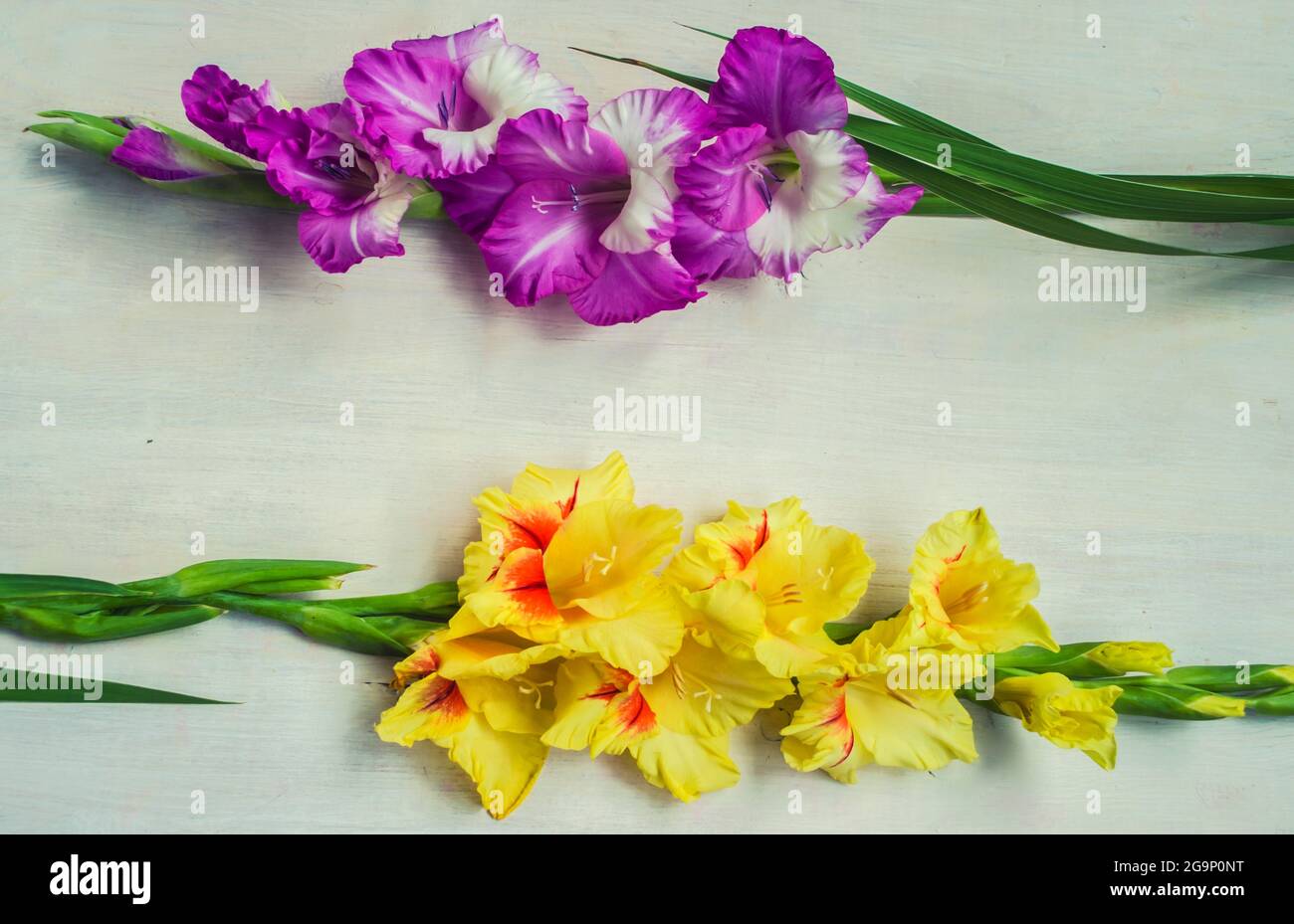 Gladiolus violet et jaune sur fond clair. La photo horizontale contient de l'espace pour le texte. Banque D'Images