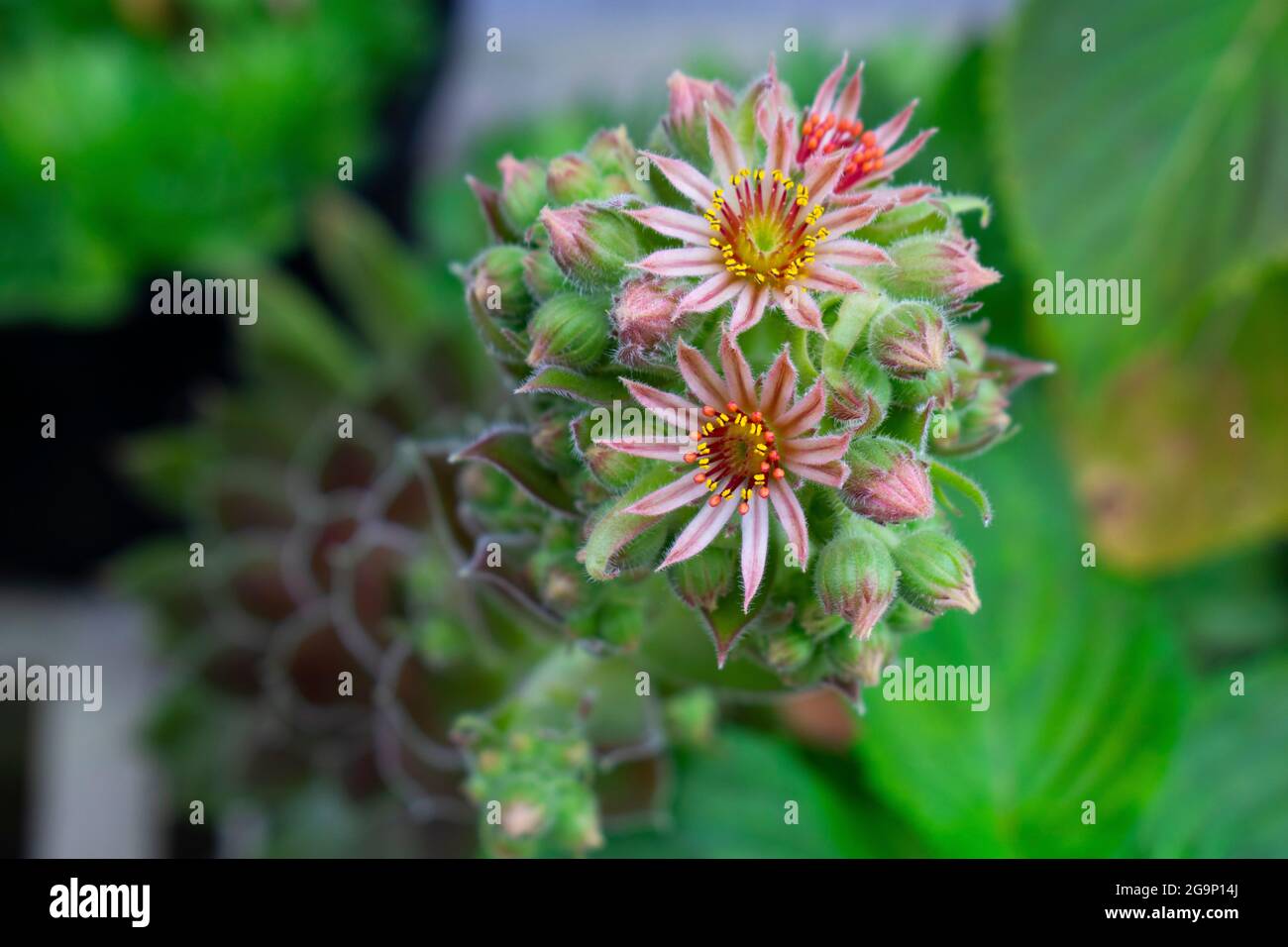 Fleurs et bourgeons du sempervivum tectorum (poules et poussins) plantent sur un fond vert et noir flou Banque D'Images