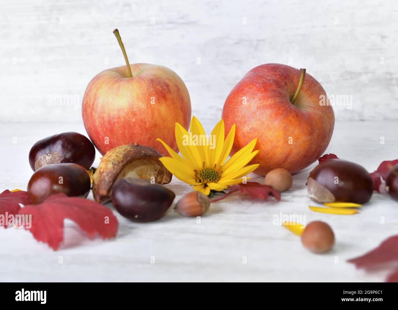 pommes rouges, brunes, fleurs jaunes avec des feuilles dans la vie automnale encore sur fond blanc Banque D'Images