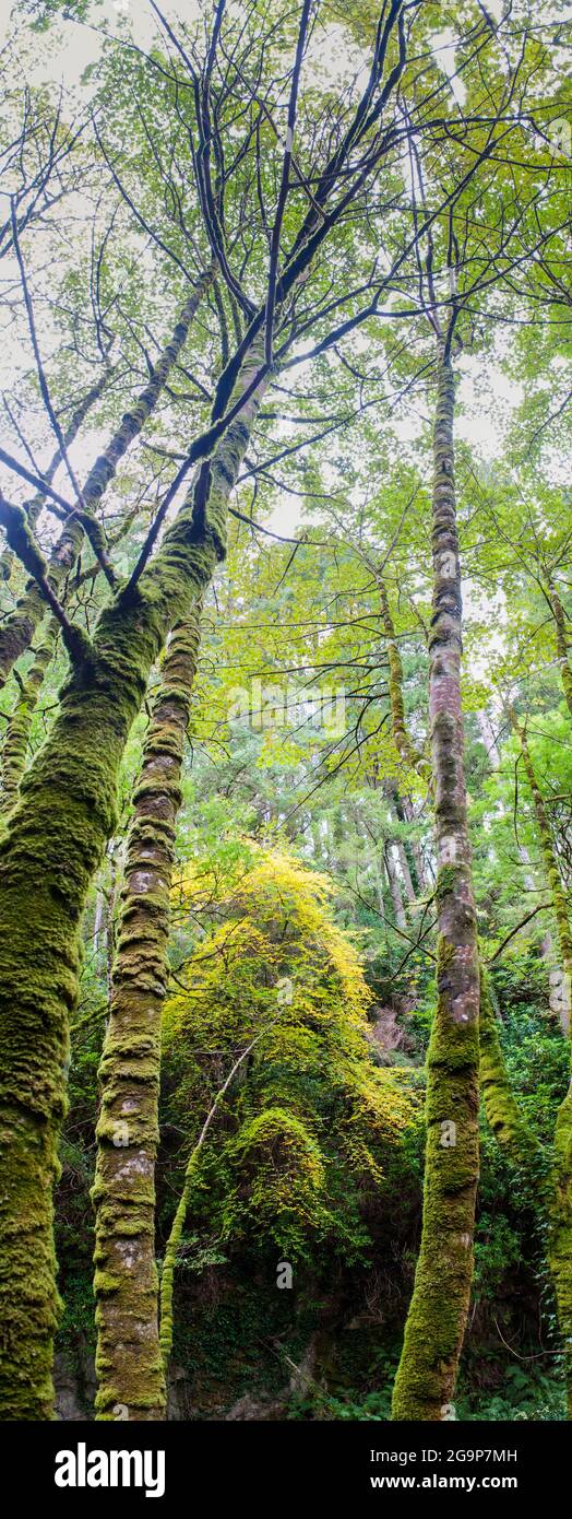 Arbres près de Torc Waterfall, Kerry, Irlande Banque D'Images