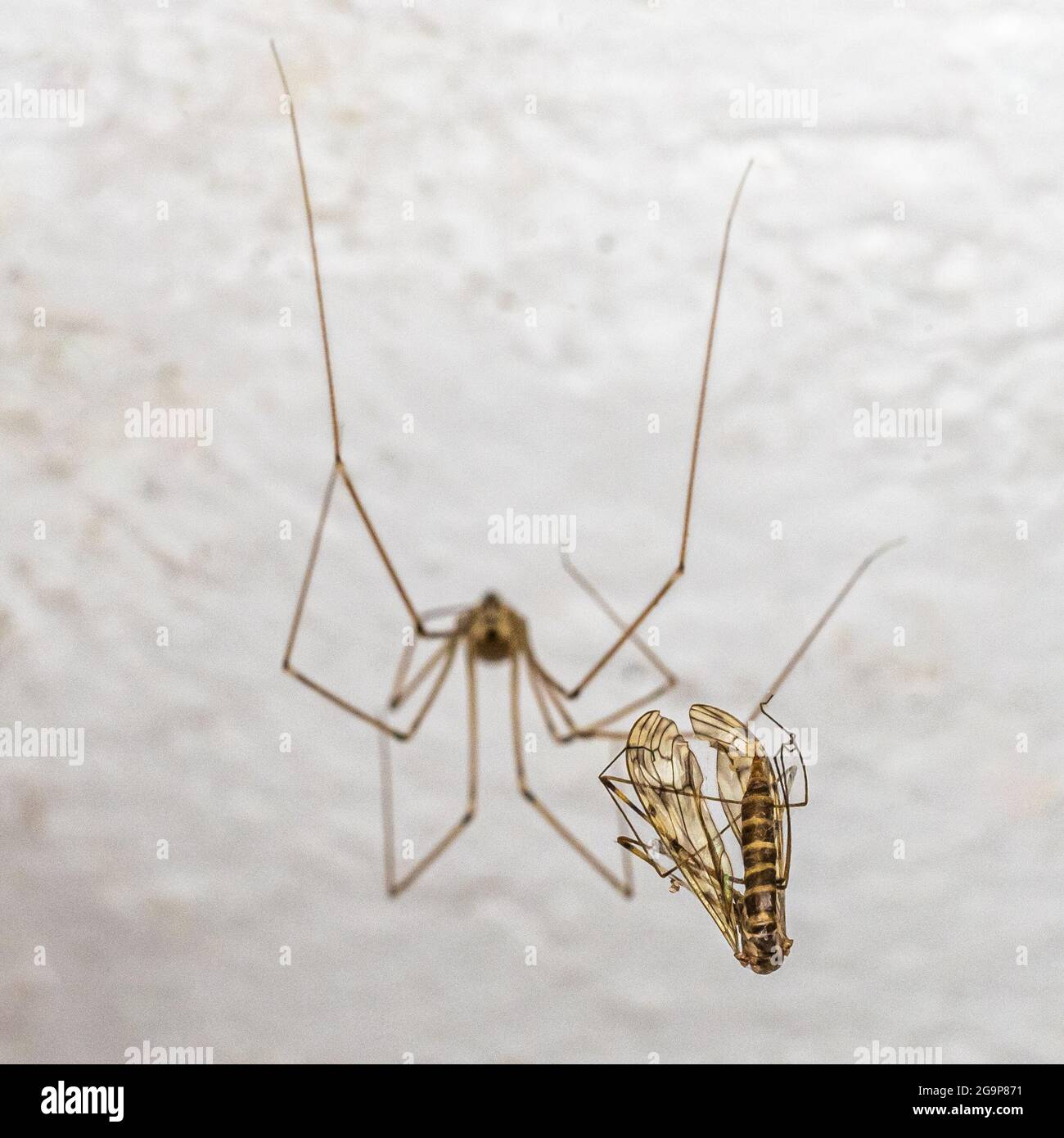 Insecte piégé sur la toile d'araignée de Pholcus phalangioides sur un fond  flou Photo Stock - Alamy