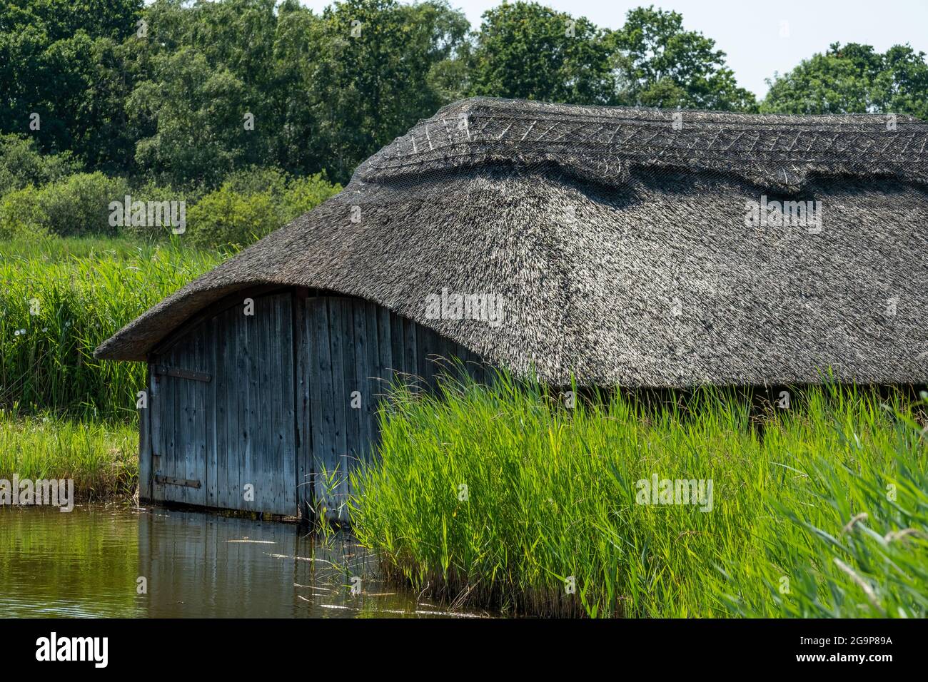 Des serres historiques sur toit de chaume, parmi les grands roseaux verts de Hickling Broad, à l'est de Norwich, dans le Norfolk au Royaume-Uni Banque D'Images