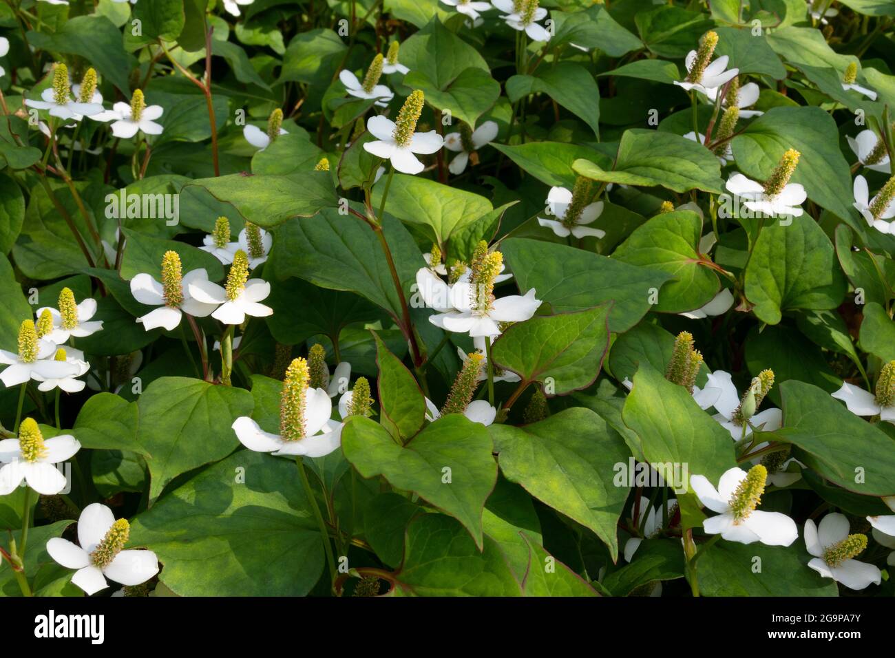 Plantes à fleurs blanches fraîches de Houttuynia cordata Banque D'Images
