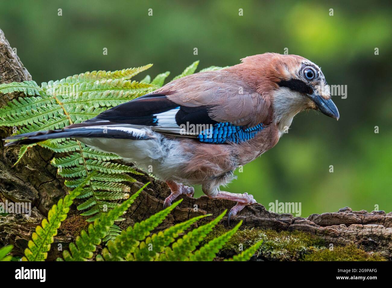 geai eurasien juvénile / geai européen (Garrulus glandarius / Corvus glandarius) perché sur le tronc d'arbre avec des fougères en forêt Banque D'Images