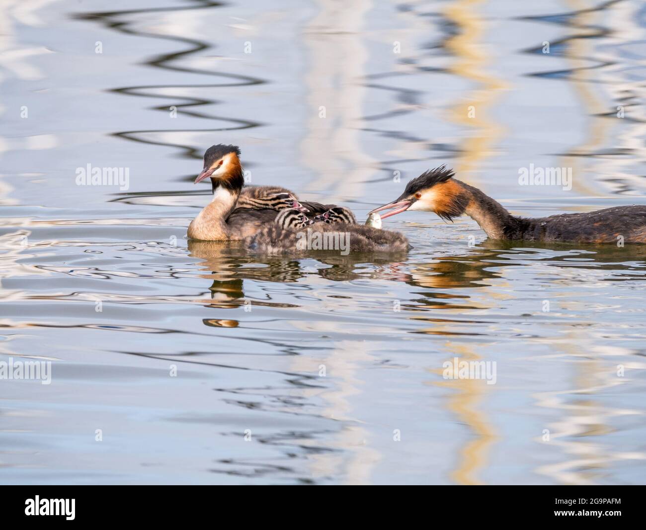 Grand grebe à crête, Podiceps cristatus, famille - père nourrissant des poissons à la jeune poussin, pays-Bas Banque D'Images