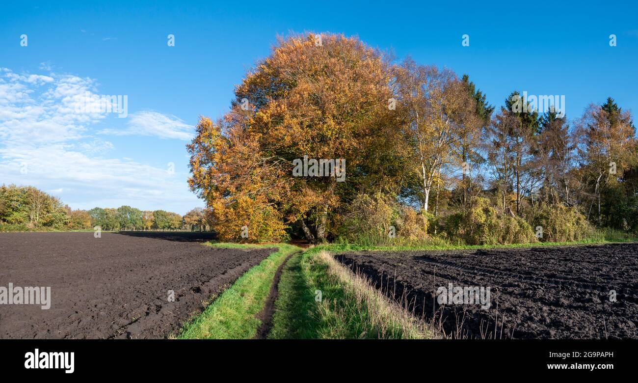 Sentier à travers les terres labourées récentes en automne, Reest Valley, Overijssel, pays-Bas Banque D'Images