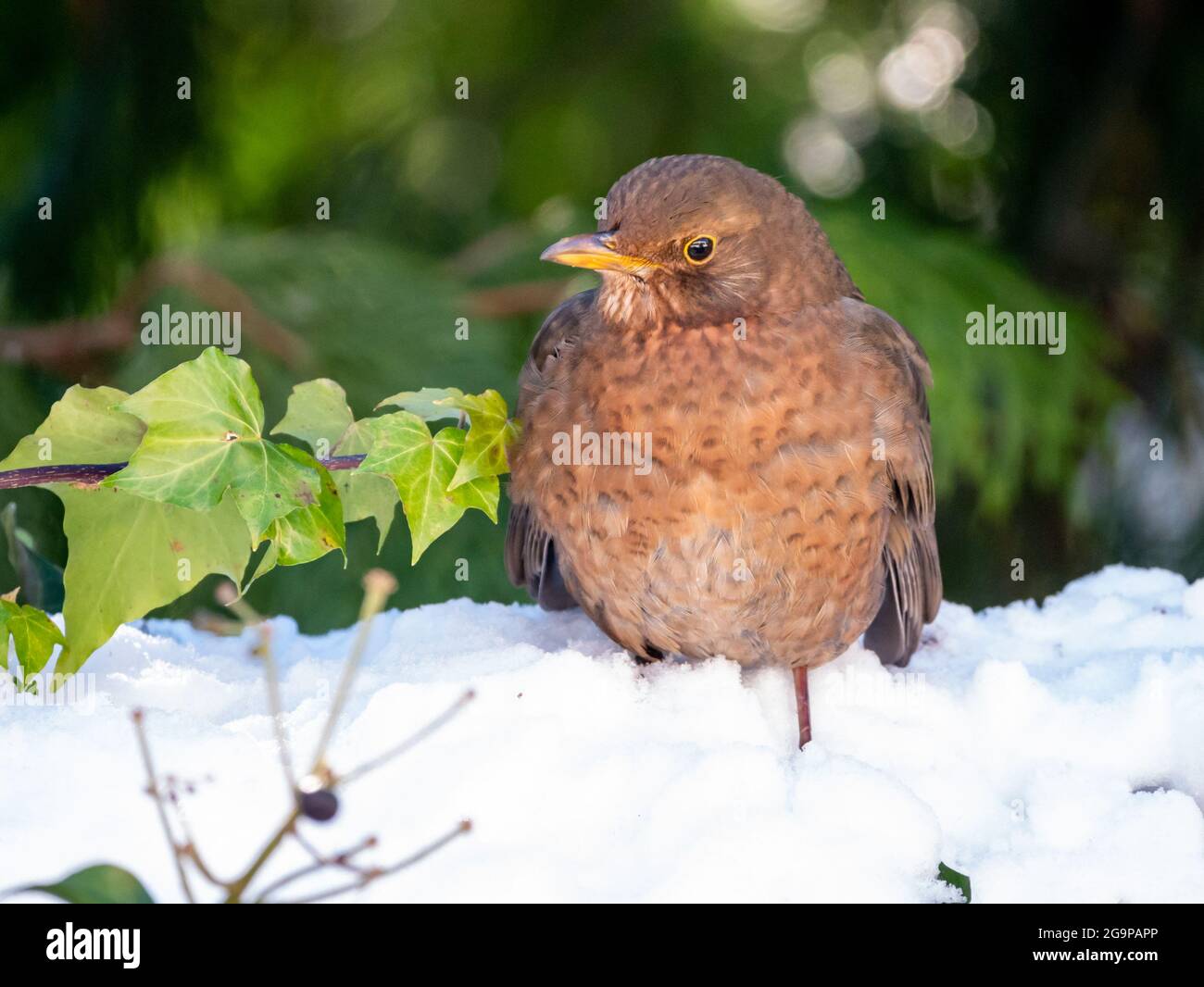 Blackbird, Turdus merula, portrait de la femelle perching dans la neige en hiver, pays-Bas Banque D'Images