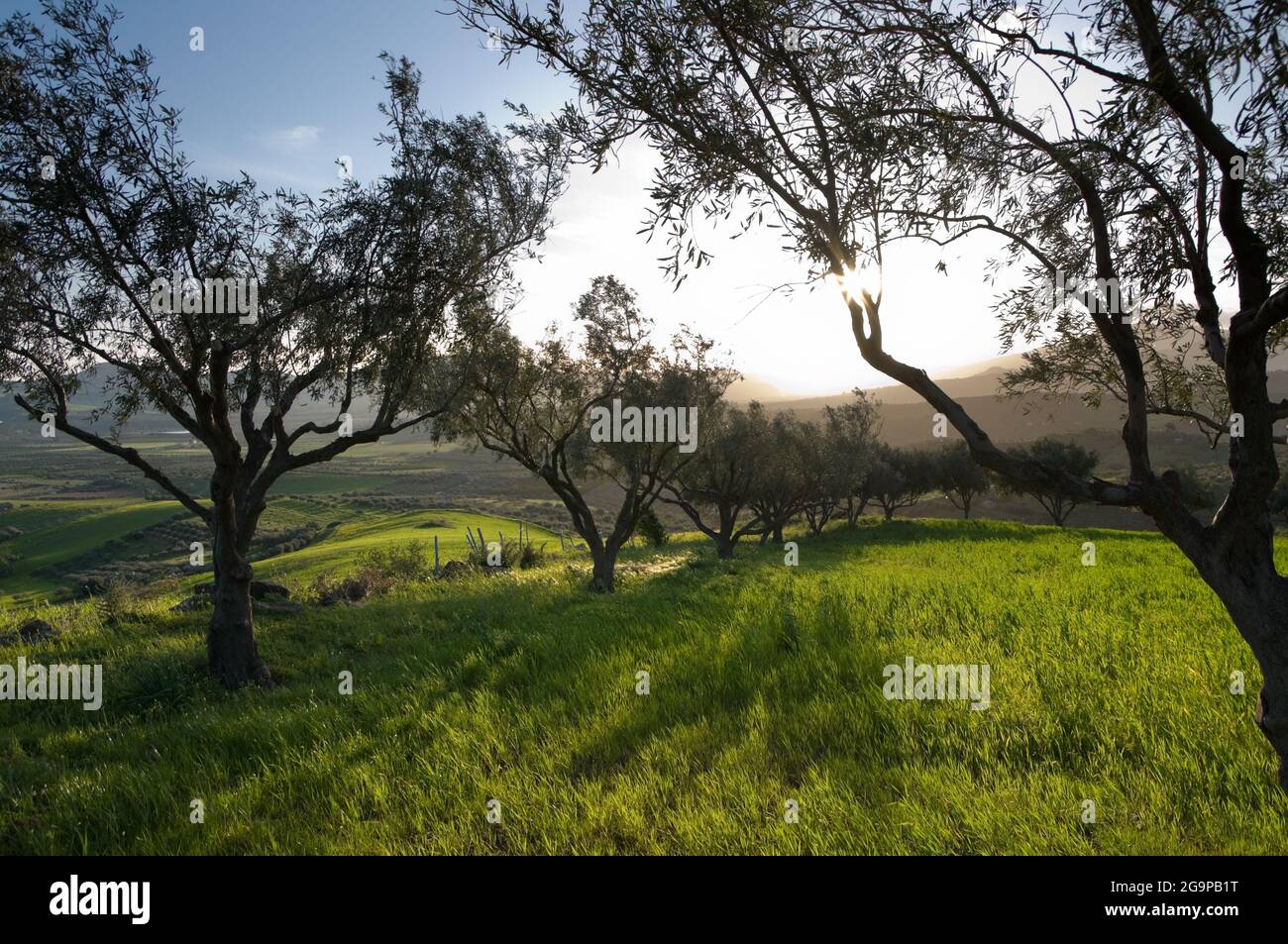 le soleil descend entre les branches d'une oliveraie Banque D'Images