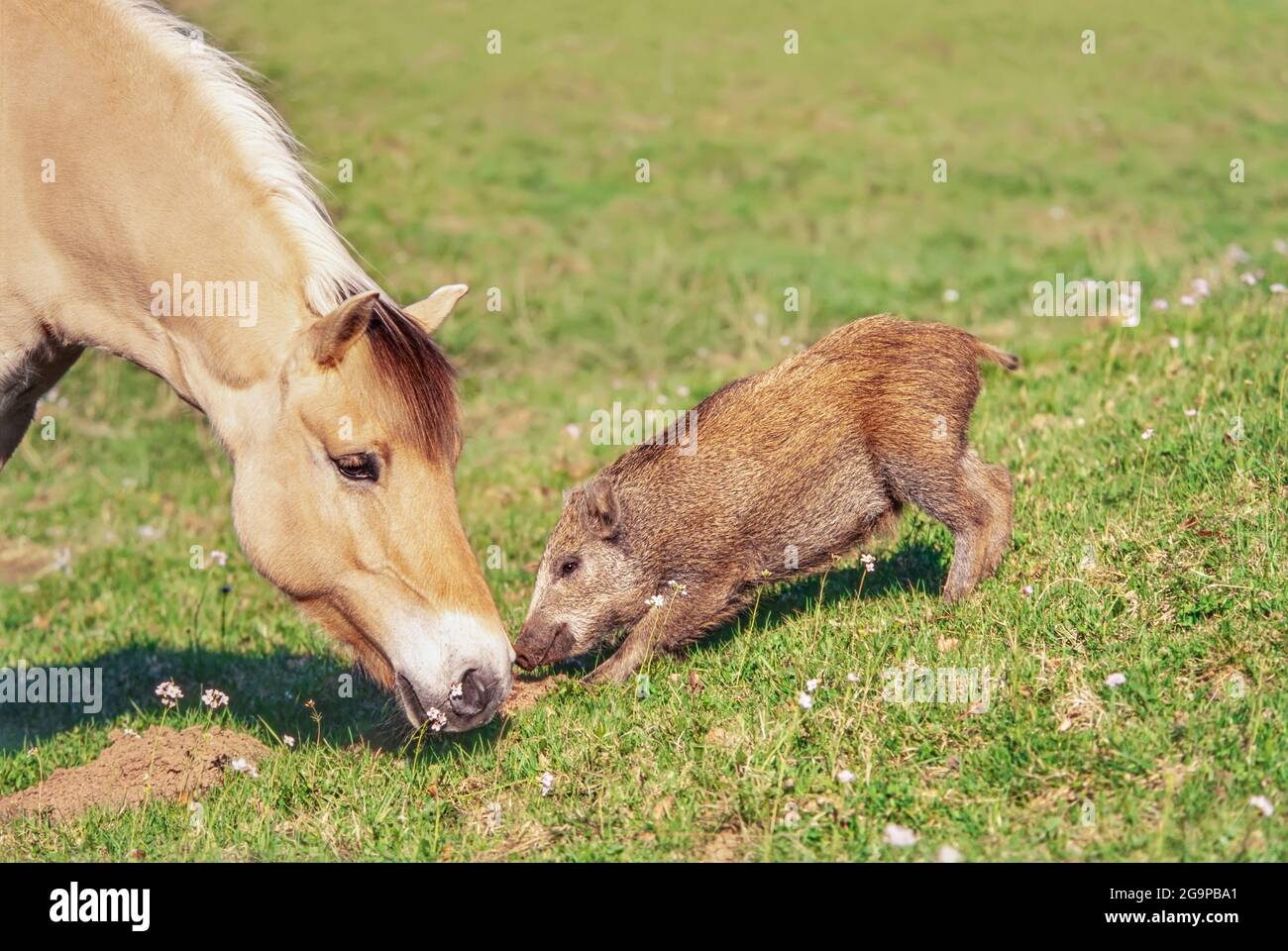Le cheval du fjord norvégien et le jeune sanglier d'Europe centrale (sus scrofa) se rapprochent nez à nez dans une prairie verte, en Allemagne Banque D'Images
