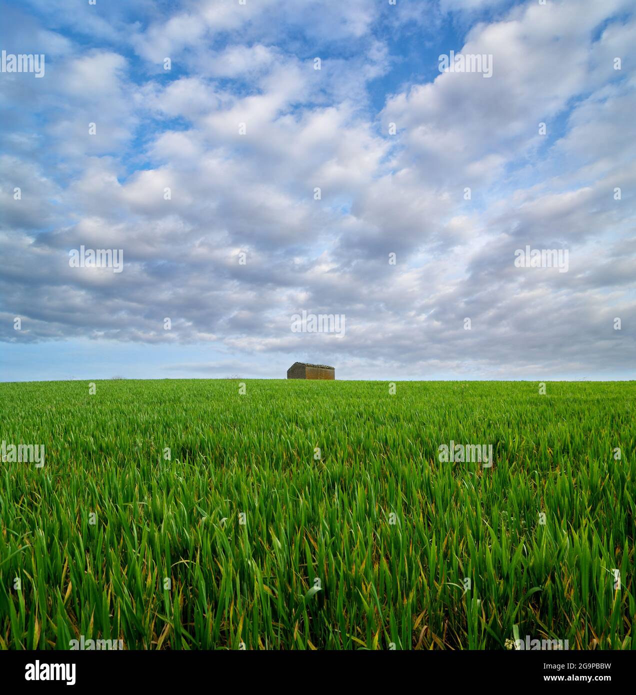 Herbe de champ avec maison rurale à l'horizon sur une colline et au-dessous d'un ciel nuageux, un paysage de l'agriculture sicilienne Banque D'Images
