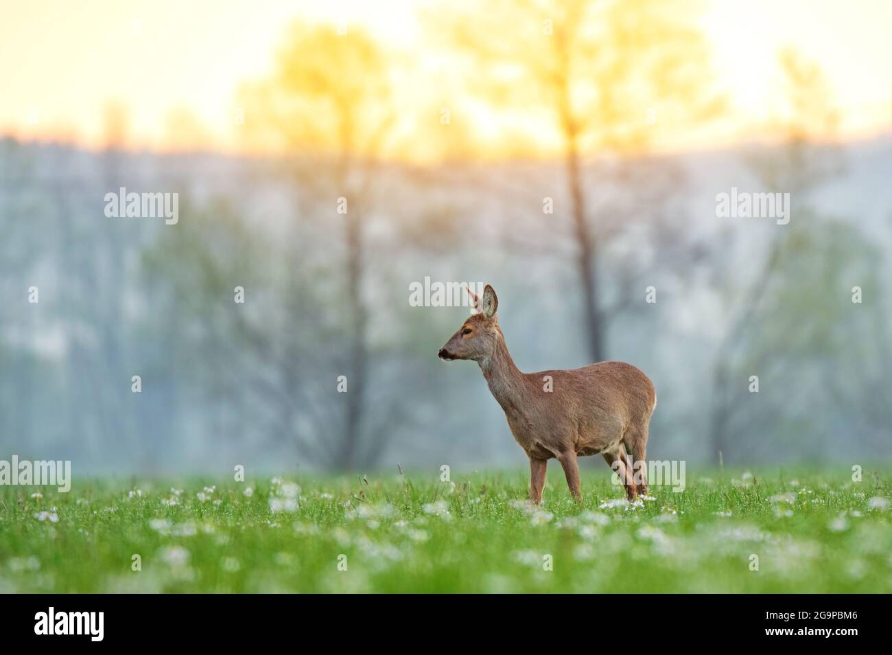 Cerf de Virginie sauvage debout dans un champ au début de la matinée du printemps Banque D'Images