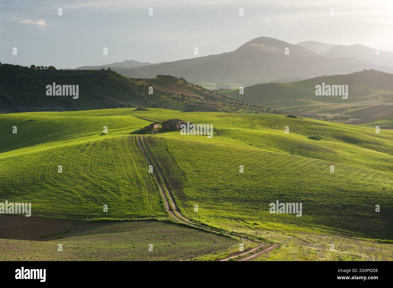 chemin à travers les collines vallonnées d'herbe verte au lever du soleil brumeux Banque D'Images