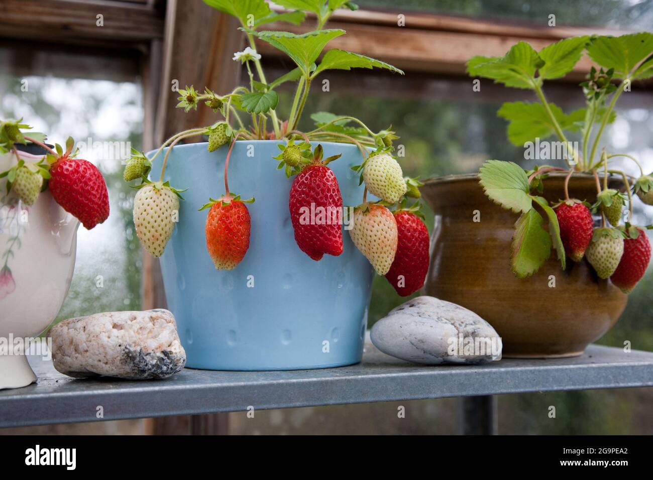 Fraises cultivées à la maison en pots dans une serre Banque D'Images